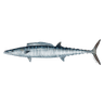 wahoo-fish emoji